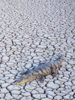 Аллигатор в пустыне