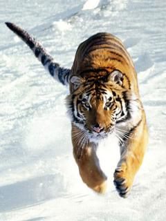 Белущий тигр