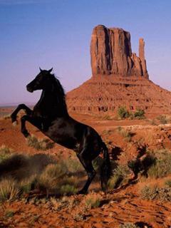 Черный конь в пустыне