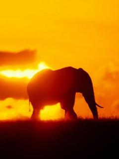 Слон на фоне заката
