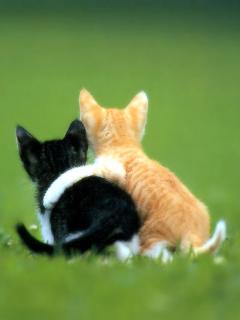 Котята Котята