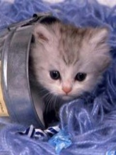 Котенок Котенок