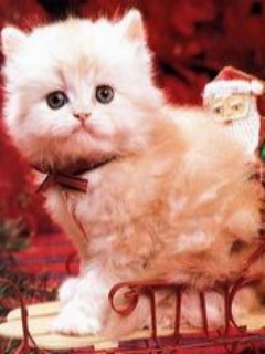 Новогодний котенок Новогодний котенок