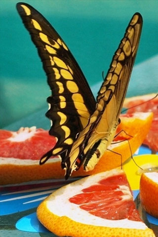 Цитрусовая бабочка