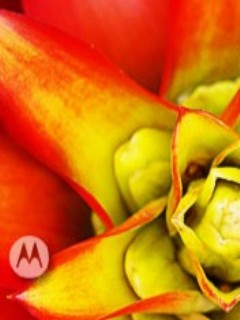 Flower MOTO Flower MOTO