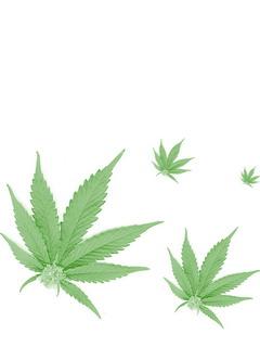 Листья марихуаны на белом фоне