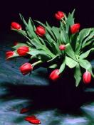 Красные тюльпаны в день Валентина