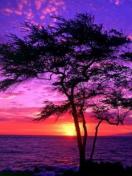 Пурпурный закат