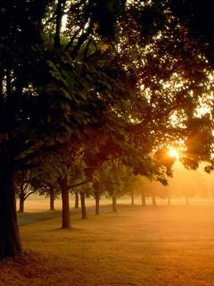 Восход солнца в парке
