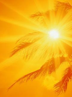 Солнечный закат сквозь листья пальмы