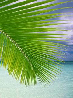 Пальмовый листок на фоне воды