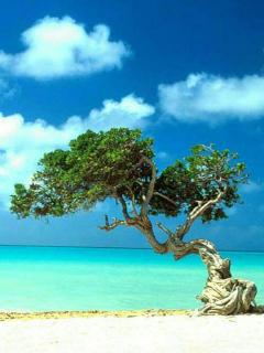 Странное дерево на песке