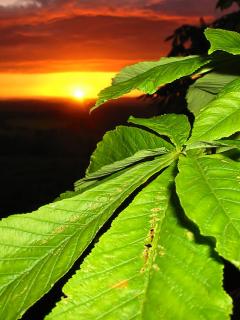 Зеленый лист на фоне заката