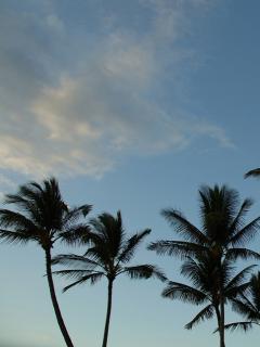 Пальмы на фоне неба